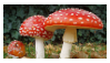 stamp of amanita mushrooms